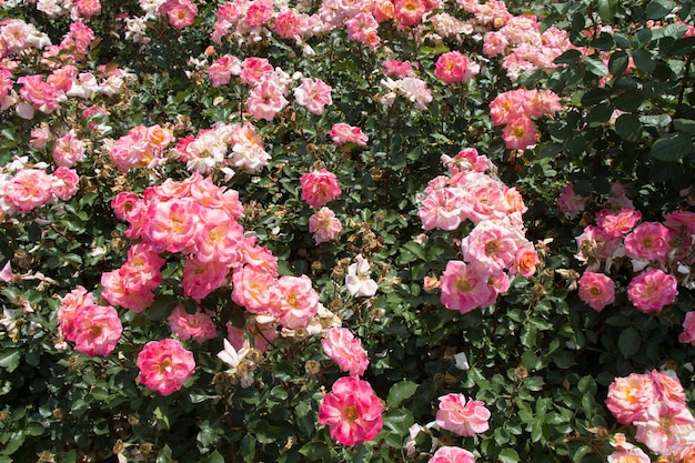 Belas rosas frescas como um fundo de primavera xAxA