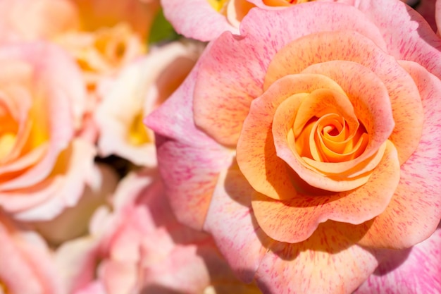 Foto belas rosas frescas em close view