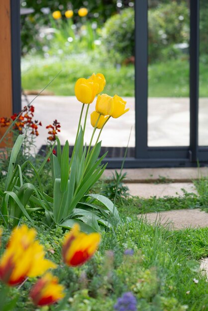 Foto belas tulipas amarelas florescendo em um jardim em frente às janelas da varanda