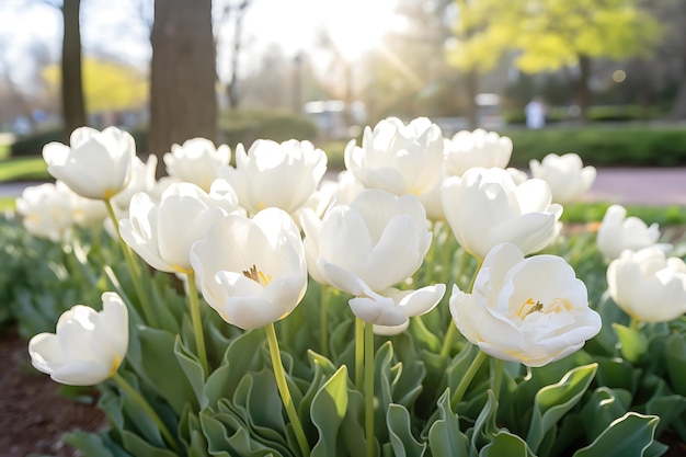 Belas tulipas brancas no jardim