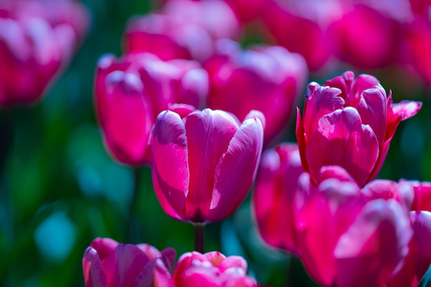 Belas tulipas cor-de-rosa flores de tulipas roxas fundo flores bonitas tulipas violetas à luz do sol