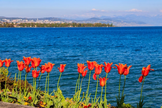 Belas tulipas de primavera coloridas no fundo das Montanhas Alpes e do Lago Genebra em Morges, Suíça