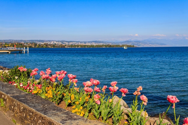 Belas tulipas de primavera coloridas no fundo das Montanhas Alpes e do Lago Genebra em Morges, Suíça