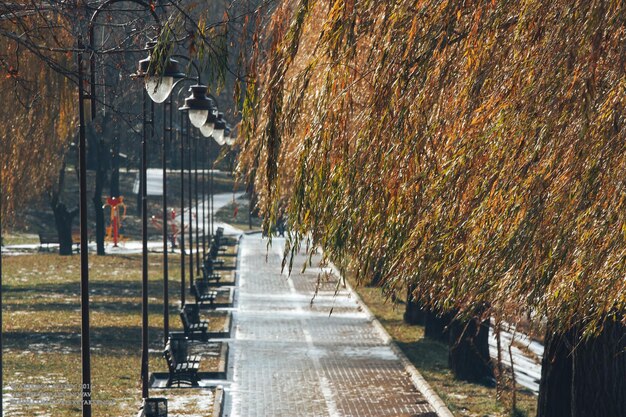 Foto beleuchteter baum im herbst