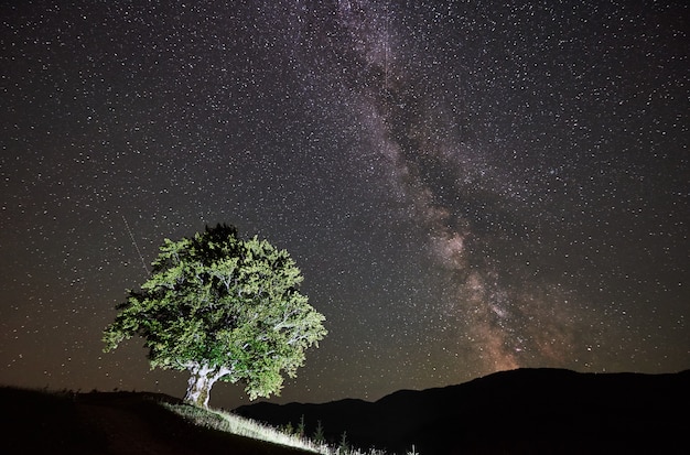 Beleuchteter einsamer hoher Baum unter erstaunlichem Sternenhimmel und Milchstraße in den Bergen