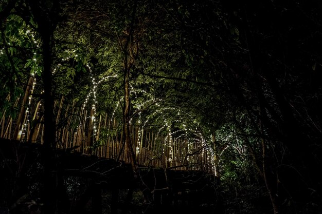 Beleuchtungslinie hängt am Baumdekor am Höhlenkonzept auf dem Holzterrassen-Wanderweg mit Verdunkelung herum