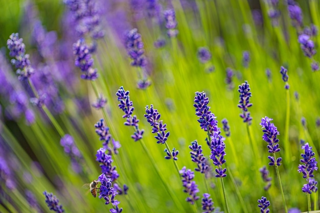 Beleza da natureza, closeup de lavanda. Flores roxas, folhagem bonita verde brilhante, cena desfocada