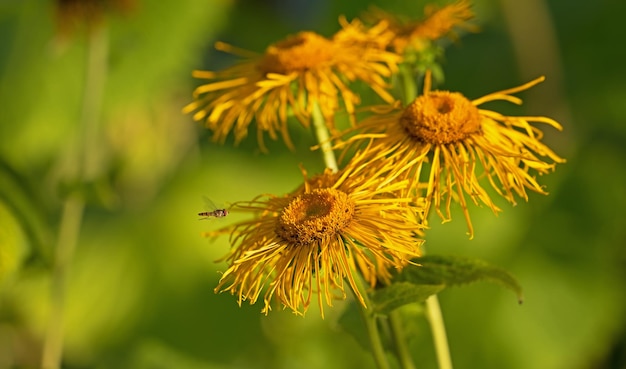 Beleza da natureza O jardim no outono