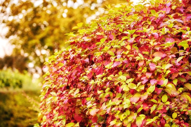 Beleza da natureza O jardim no outono