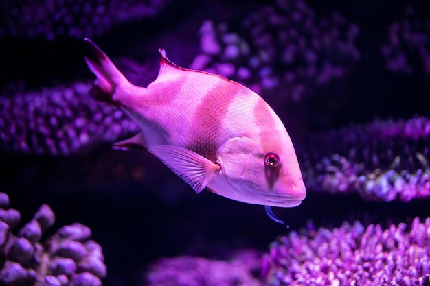 Foto beleza da natureza subaquática incredível vida colorida no oceano