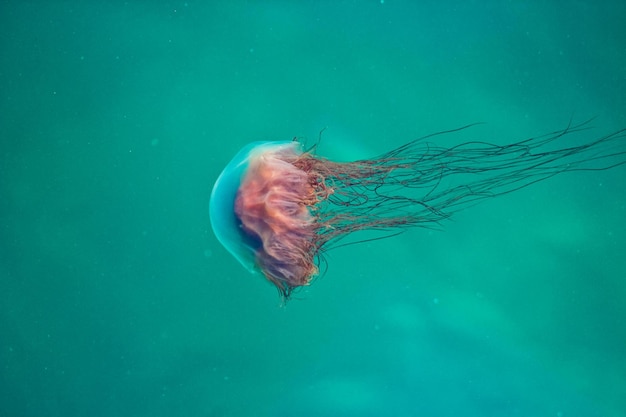 Beleza da natureza subaquática Incredível vida colorida no oceano