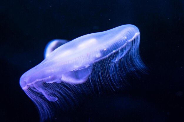 Beleza da natureza subaquática Incredível vida colorida no oceano