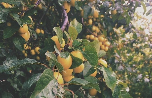 Beleza das plantas de ecologia do ambiente natural e conceito de jardinagem