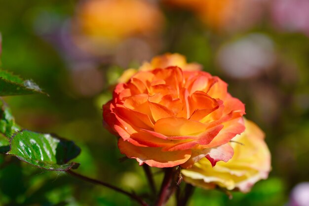 Beleza de botão de rosa