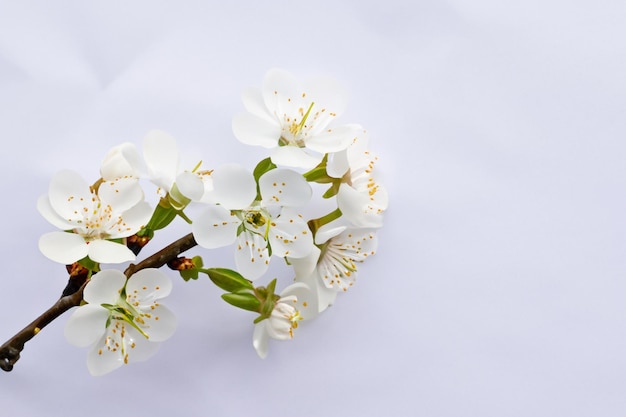 Beleza de flor de cerejeira branca em papel em branco