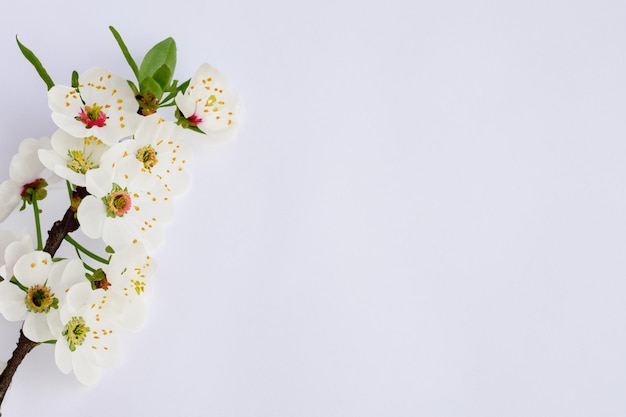 Beleza de flor de cerejeira branca em papel em branco