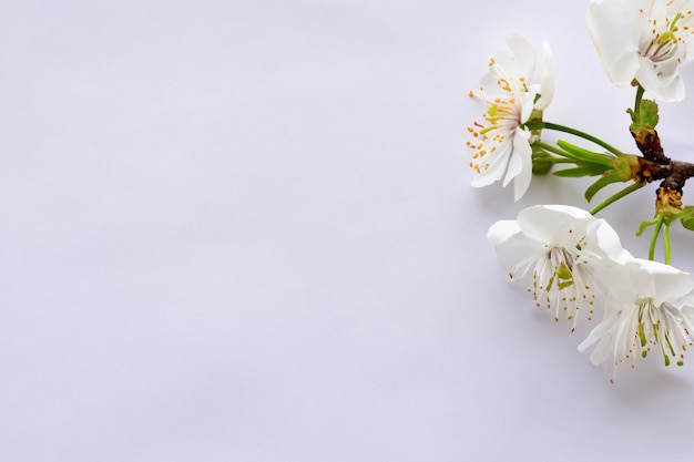 Beleza de flor de cerejeira branca em papel em branco