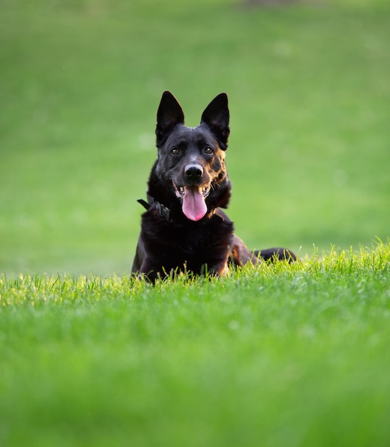 Beleza de perto com cão pastor belga descansando ao pôr do sol no parque natural