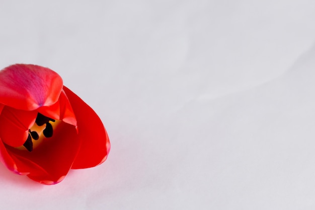 Foto beleza de tulipa vermelha em papel em branco