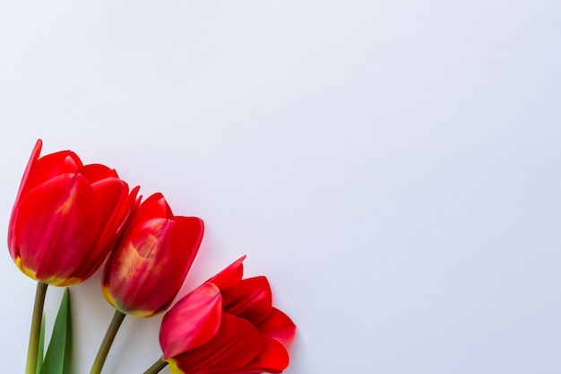 Beleza de tulipa vermelha em papel em branco