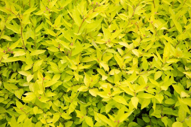 Beleza do jardim de primavera. Arbusto de folhas amarelas brilhantes crescendo no jardim. Planta de jardim ornamental com folhas de cor amarela. Arbusto decorativo no jardim do parque em dia ensolarado.