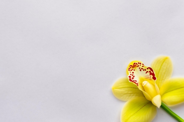 Beleza elegante orquídea amarela em papel em branco