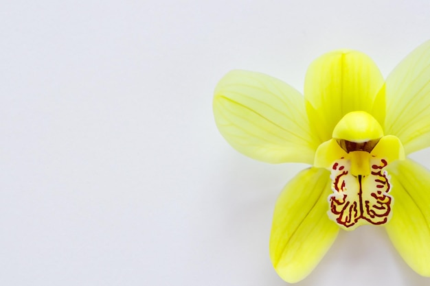 Beleza elegante orquídea amarela em papel em branco