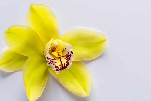 Beleza elegante orquídea amarela em papel em branco