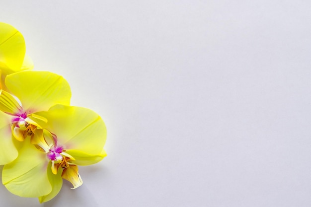 Foto beleza elegante orquídea amarela em papel em branco