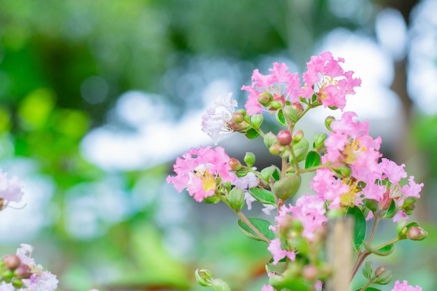 Foto beleza flor rosa no jardim