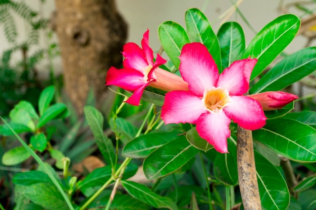 beleza flor rosa no jardim