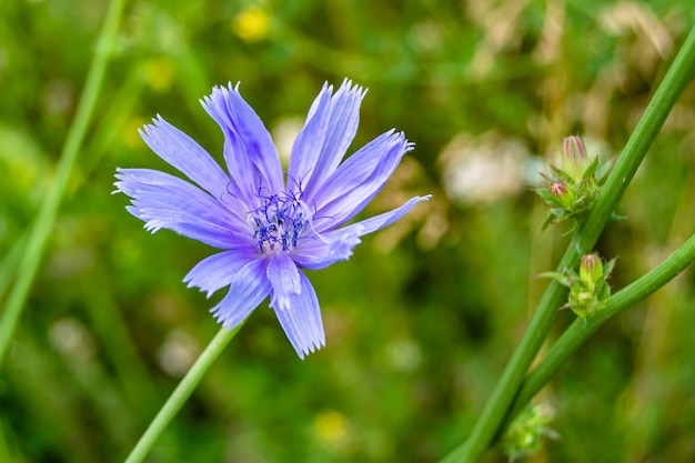 Beleza flor selvagem crescente chicória comum em fundo foto de prado que consiste em flor selvagem crescendo chicória ordinária a grama prado flor selvagem crecendo chicoria ordinária no campo de prado