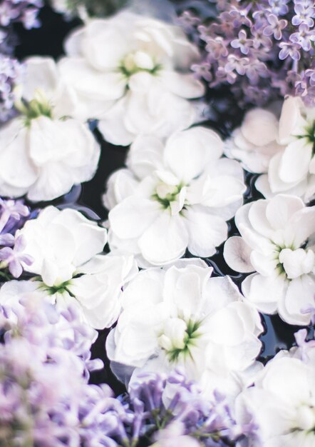 Foto beleza floral em flor