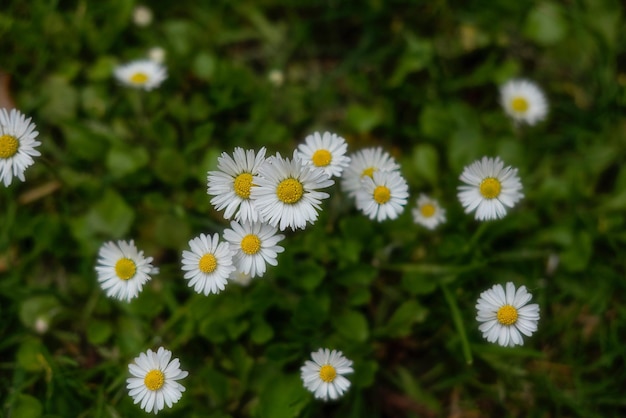 Beleza florescente A magia das flores desabrochando