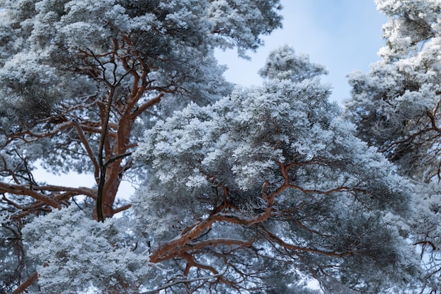 Foto beleza na natureza no inverno temperaturas frias árvores cobertas de neve manhã gelada no campo