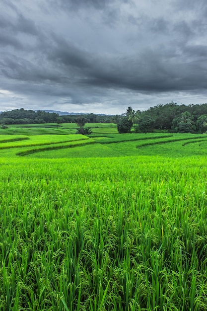 Beleza natural com campos verdes de arroz na indonésia