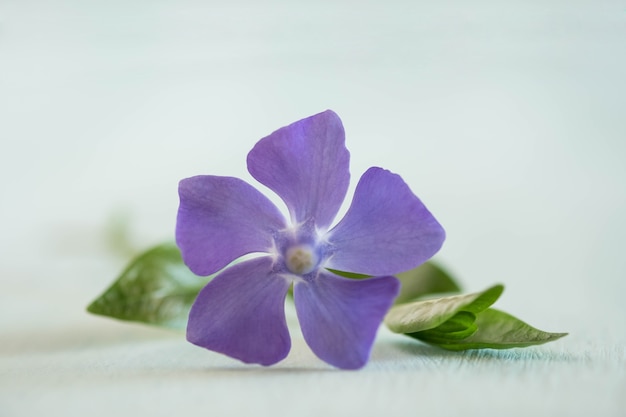 Beleza pervinca em mesa de madeira clara