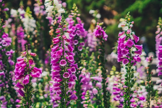 Beleza real fundo da natureza digitalis erva planta arbusto dedaleira flor forma tubular alto pico vívido roxo rosa campo prado botânico floral verão horticultura floricultura projeto de paisagem