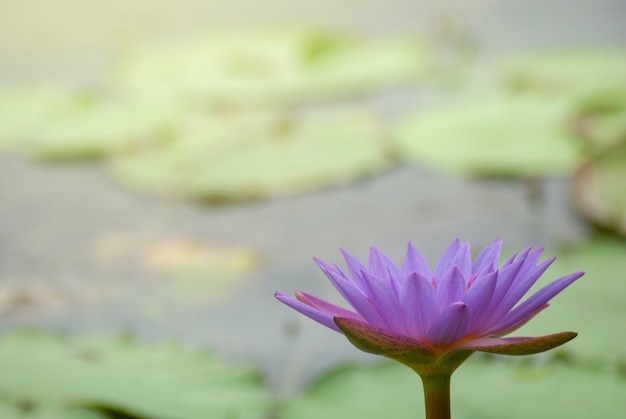 Beleza roxo lótus