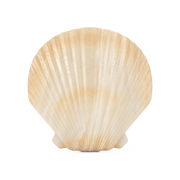 Beleza Scallop Sea ou Ocean Shell Seashell em um fundo branco. Renderização 3D