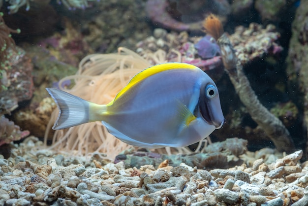 beleza subaquática de peixes e recifes de coral