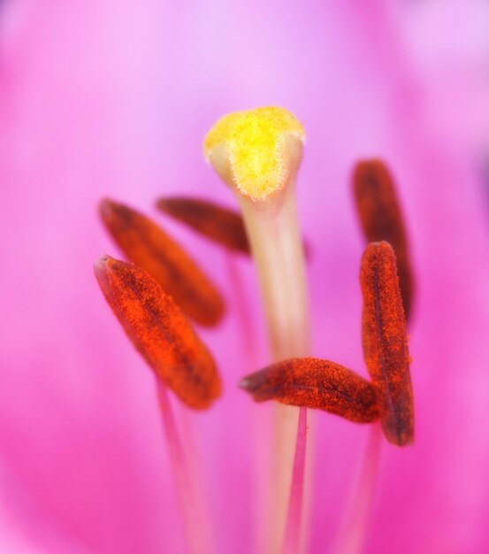 Belezas de primavera de tulipas Tulipas de jardim na primavera