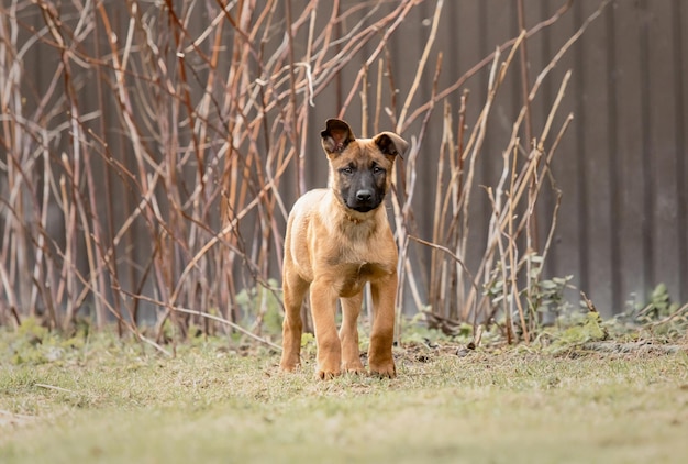 Belgian Shepherd Malinois Welpe Hundefleisch Arbeitshundeshütte Schöne kleine Welpen, die im Freien spielen