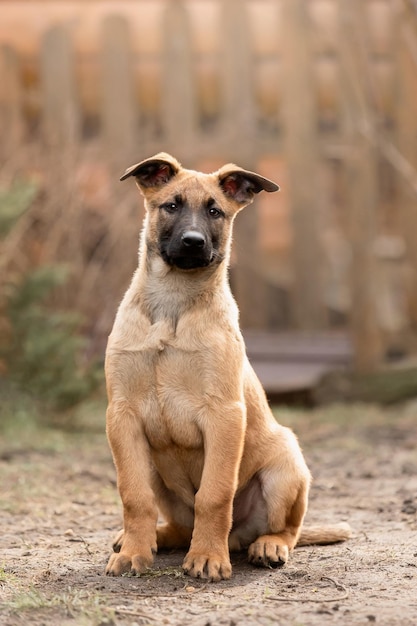 Belgian Shepherd Malinois Welpe Hundefleisch Arbeitshundeshütte Schöne kleine Welpen, die im Freien spielen