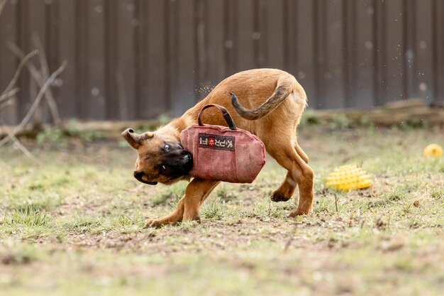 Belgian Shepherd Malinois Welpe Hundefleisch Arbeitshundeshütte Schöne kleine Welpen, die im Freien spielen