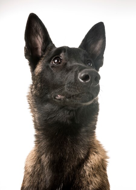 belgischer Hirte malinois