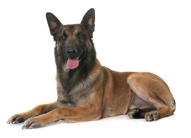 Belgischer Hirte Malinois