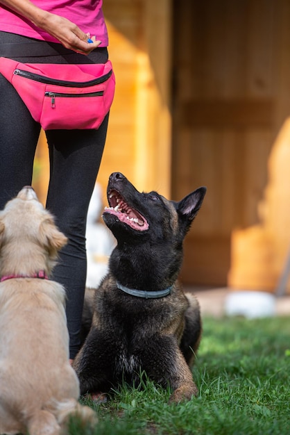 Belgischer Malinois-Schäferhund und ein Mischlingswelpe ihres Besitzers