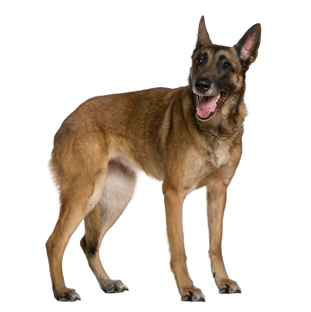 Belgischer Schäferhund, 9 Jahre alt, stehend