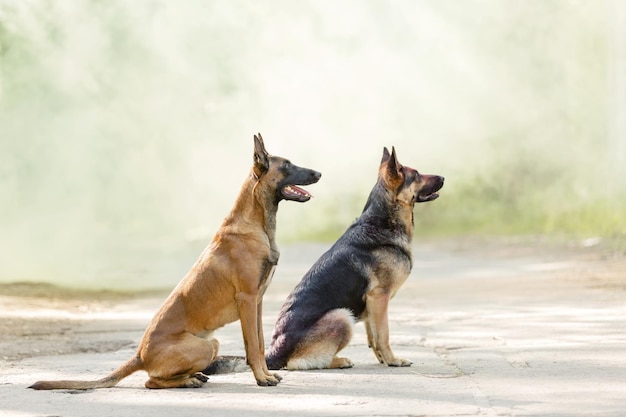 Belgischer Schäferhund am Strand Malinois-Hund